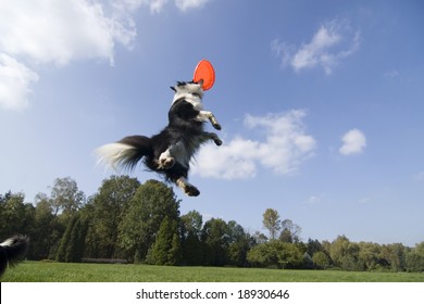 Border collie playing with frisbee