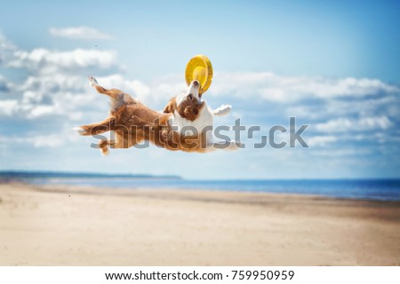Border Collie plays in the beach
