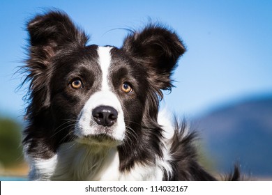 Border Collie - Portrait