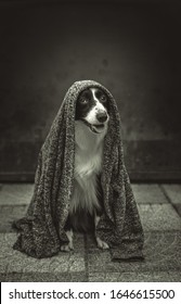 Border Collie Posing With Her  Jedi Vest On