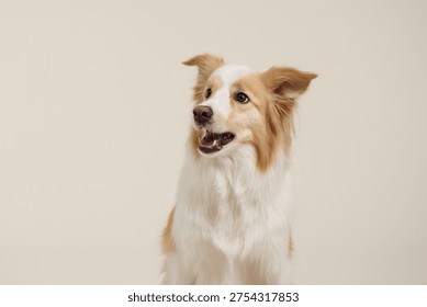 Border Collie positioned slightly to side with cream background. Dog has soft expression and fluffy fur.