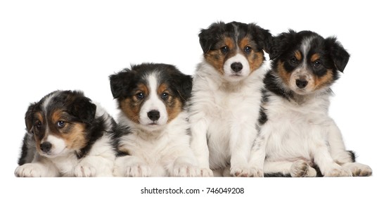 Border Collie Puppies 6 Weeks Old Stock Photo 746049208 | Shutterstock