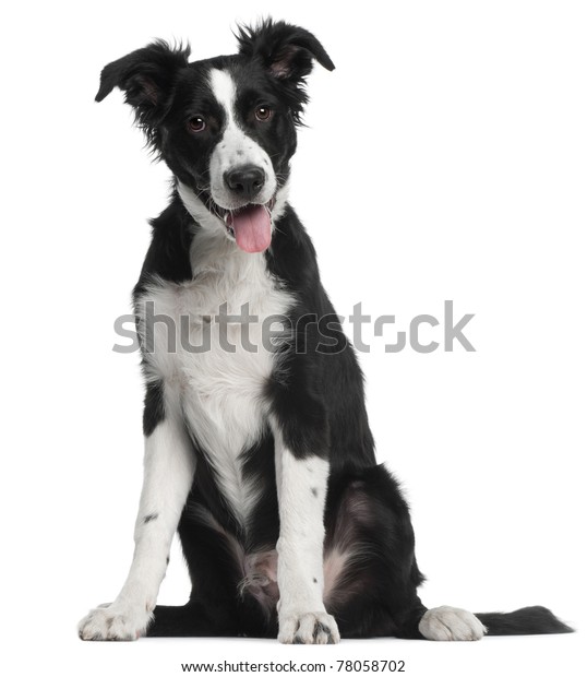 白い背景に座った 生後5ヶ月のボーダーコリーの子犬 の写真素材 今すぐ編集