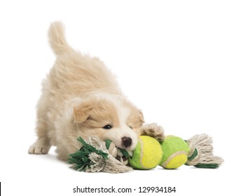 Border Collie Puppy, 6 Weeks Old, Playing With A Dog Toy In Front Of White Background