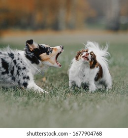 Border Collie Puppy Barking At A Chihuahua Dog