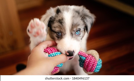 Border collie puppy with blue eyes. Front view. Hand holding dog toy. Border collie puppy playing. Biting toy for tooth pain. First teeth.