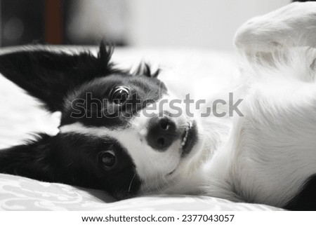 border collie puppy- border collie cachorro 
border collie blanco y negro