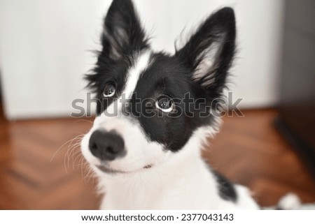 border collie puppy- border collie cachorro 
border collie blanco y negro