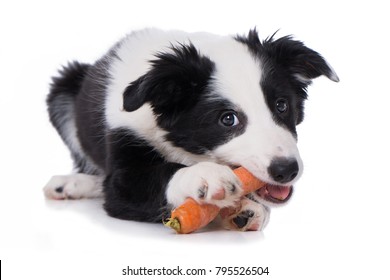 Border Collie Puppy With A Carrot Isolated On White