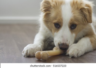 Border Collie Puppy Chewing On Bone