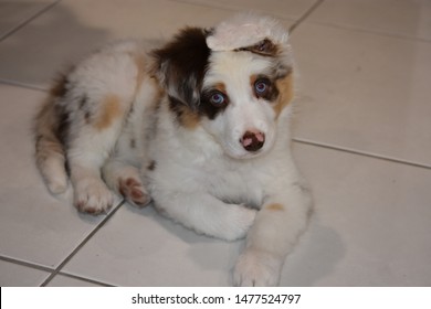 tri coloured border collie puppy