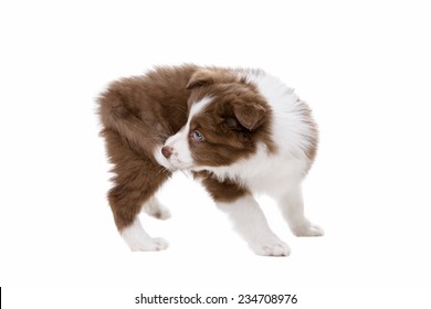 Border Collie Puppy Dog In Front Of A White Background Biting Its Own Tail