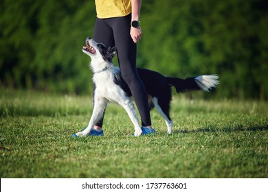 Border Collie Puppy During Obedience Training Outdoors, Dog Training School