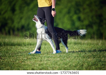 Border Collie puppy during obedience training outdoors, dog training school