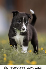 Border Collie Puppy in the field  - Shutterstock ID 2207722129