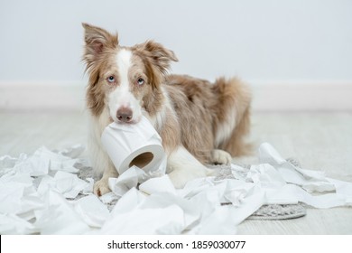 Border collie puppy with guilty expression after play unrolling toilet paper. Disobey concept