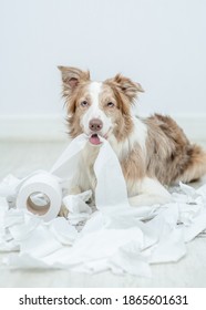 Border Collie Puppy With Guilty Expression After Play Unrolling Toilet Paper. Disobey Concept