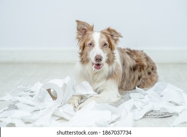 Border Collie Puppy With Guilty Expression After Play Unrolling Toilet Paper. Disobey Concept