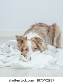 Border Collie Puppy With Guilty Expression After Play Unrolling Toilet Paper. Disobey Concept