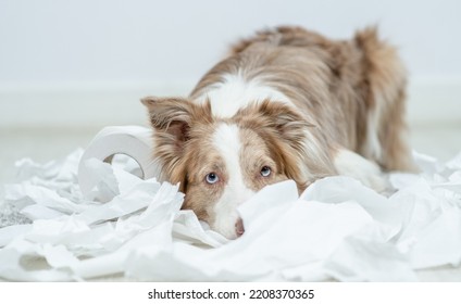 Border Collie Puppy With Guilty Expression After Play With Unrolling Toilet Paper. Disobey Concept