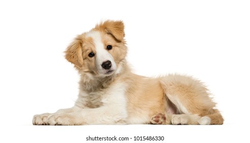Border Collie puppy lying against white background