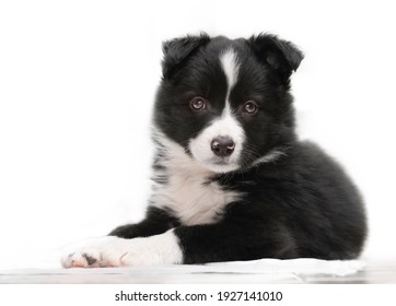 Border Collie Puppy Lying With White Background