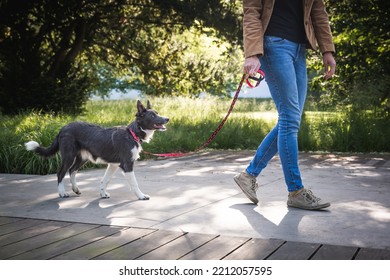 Border Collie Puppy On Walk In Park With Owner. Young Dog Socialization On Leash In Urban Green.