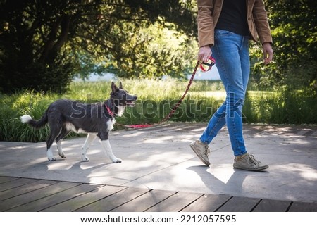 Border collie puppy on walk in park with owner. Young dog socialization on leash in urban green.