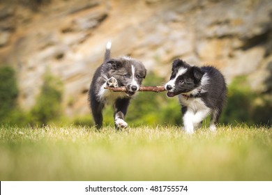 Border Collie Puppy Play, Puppy, Puppy Play, Border Collie, Dog Play