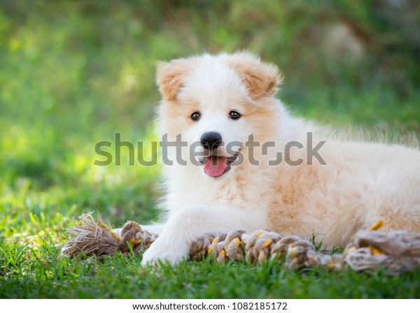 Border Collie Puppy Red White Lying Stock Photo Edit Now 1082185172