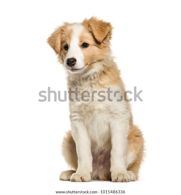 Border Collie Puppy Sitting Against White Stock Photo Edit Now