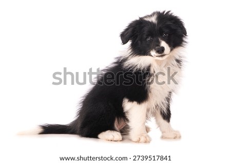 Border collie puppy sitting laterally isolated on white background
