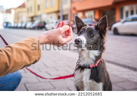 Border collie puppy sitting and waiting for a treat. Rewarding good dog in public. Young dog socialization in town. 