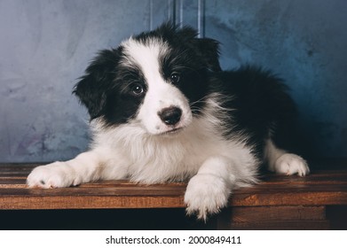 Border Collie puppy studio portrait