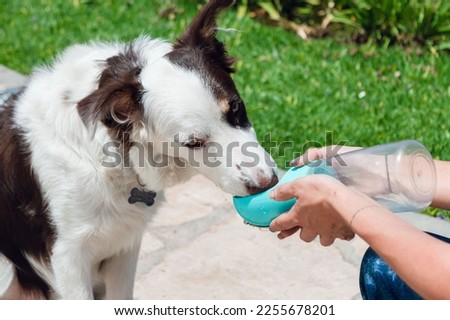 Border collie puppy, with white and brown fur, is sitting resting drinking water in the park from a portable drinker.