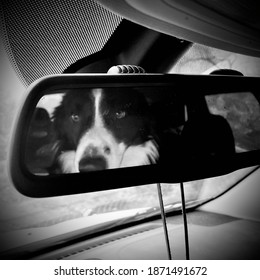 Border Collie In Rear View Mirror