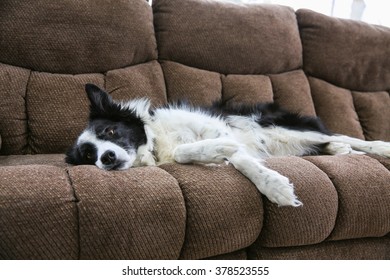 A Border Collie Is Relaxing On The Couch