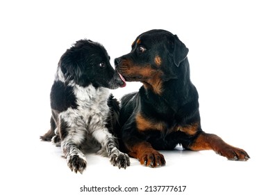 Border Collie And Rottweiler In Front Of White Background