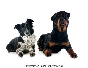 Border Collie And Rottweiler In Front Of White Background