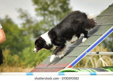 how to train border collie agility