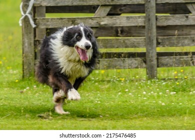 Border Collie Running Past A Wooden Fence