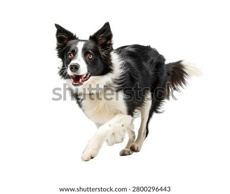 Border Collie Running Toward Camera, Energetic Action Shot, Ultra-Realistic Dog Portrait, Isolated on White Background.