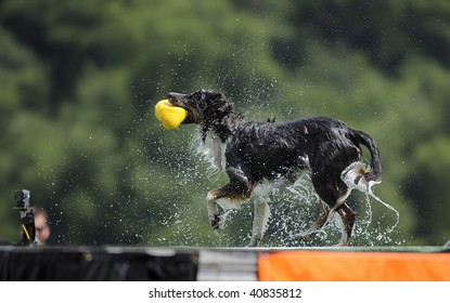 Border Collie shakes off water after completing jump in Dock Dog Big Air jump competition