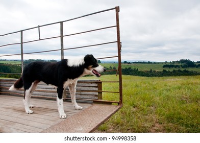 Border Collie Sheep And Cattle Dog On The Back Of A Truck Working On A Farm