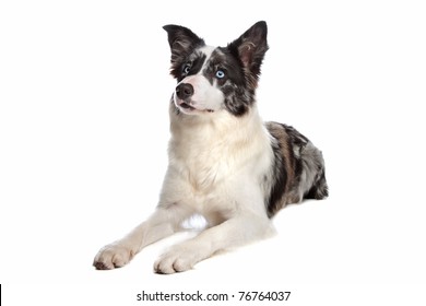 blue tri border collie