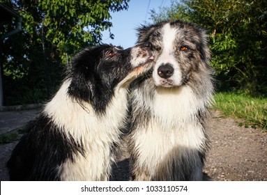 seal merle border collie