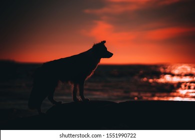 Border Collie Silhouette At The Sea 