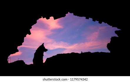 Border Collie Silhouette Sunset Pink Purple Sky