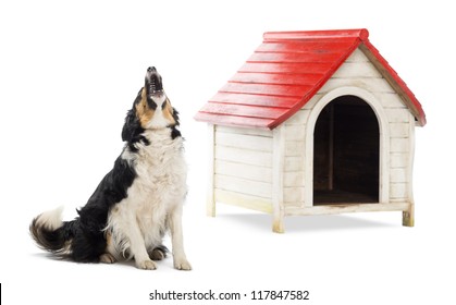 Border Collie sitting and barking next to a kennel against white background