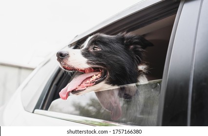 a border collie sitting in the car and looking outside 